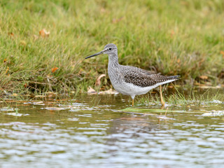 Greater Yellowlegs Foraging on the Pond