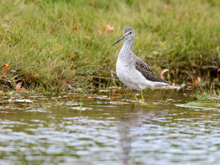 Obraz premium Greater Yellowlegs Foraging on the Pond