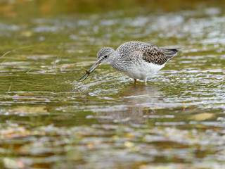 Greater Yellowlegs Foraging on the Pond