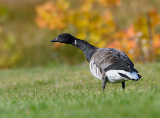 Brant Goose Portrait in Fall