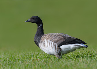 Brant Goose Portrait on Green Background