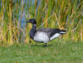 Brant Goose Portrait in Fall