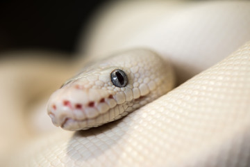 closeup of a snake