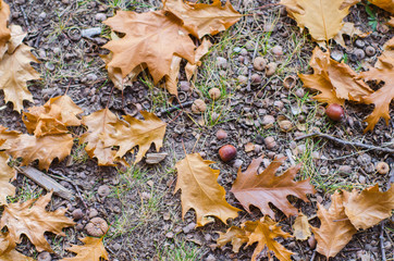 autumn oak leaves and acorns on the ground.