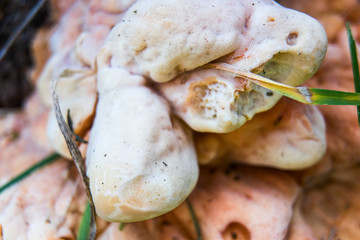 Mushroom polypore in grass is macro