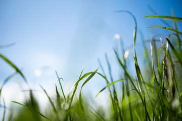 Green grass on blue sky background