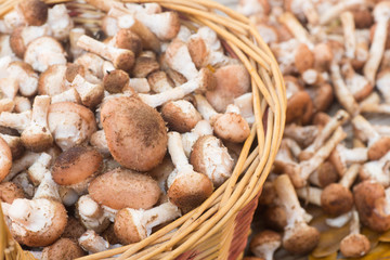 Armillaria , group of forest mushrooms in  wicker basket