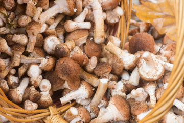 Armillaria , group of forest mushrooms in  wicker basket