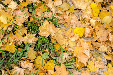 texture of yellow autumn birch and maple leaves on the ground.