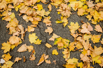texture of yellow autumn maple leaves on the ground.