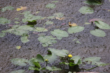 Lily Pads in Rain