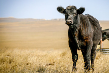 cow in pasture - obrazy, fototapety, plakaty