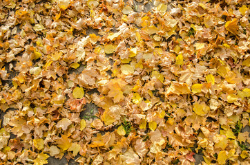 texture of yellow autumn maple leaves on the ground.