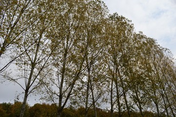 trees in autumn
