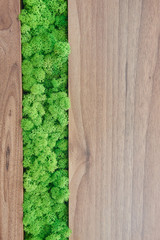 decorative moss for interior decoration. design moss elements background.
