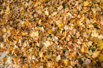 texture of yellow autumn maple leaves on the ground.