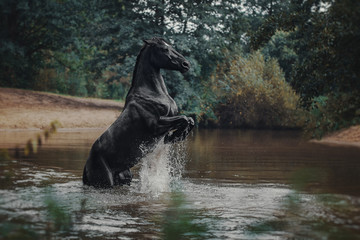 Black horse in water like black gold