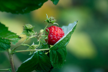 Ripe raspberry on the branch in the garden. Fresh raspberry bush. Juicy red berries. Delicious and healthy food.