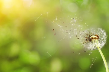 Dandelion.