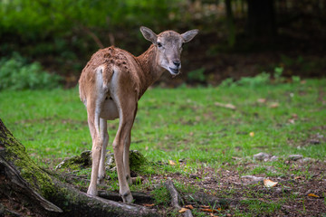 Young roe deer