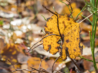 Yellow aspen leaf