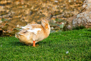 A big yellow goose stands on a green lawn. Poultry on a farm in the village. Waterfowl birds,