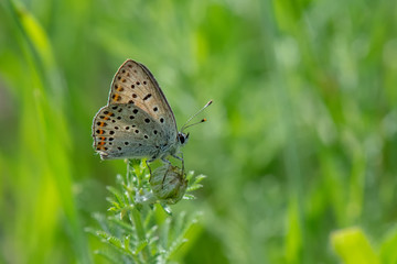 Lycaenidae / İsli Bakır / / Lycaena tityrus