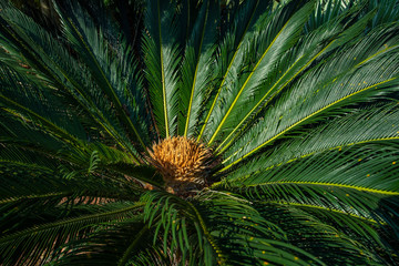 Cycad scientific name is Cycas circinalis L. Families Cycadaceae. Cycas close up with lyzard on the...