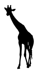 Silhouette Of A Giraffe