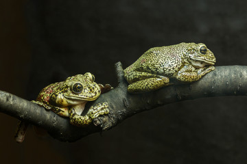 Two toads are sitting on a tree branch. On a dark background.