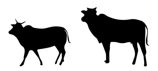 Silhouette Of Cow And Calf