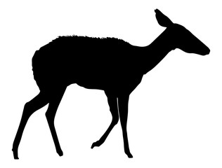 Side View Of Deer