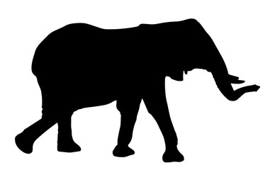 Close-up Of An Elephant