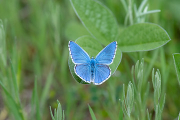 Çokgözlü Gök Mavisi / Polyommatus bellargus /