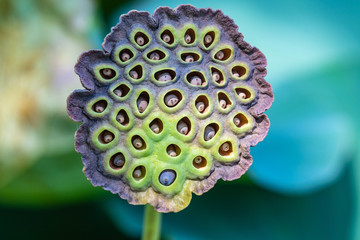 Lotus seed pod closeup with blurred background