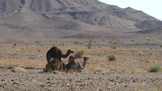 Dromedary camel sitting down and stands up around Nkob, Morocco