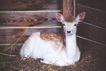 Naklejka premium A very beautiful young spotted deer is sitting on the dry grass in the shelter. It is heated or horned by the cold wind.