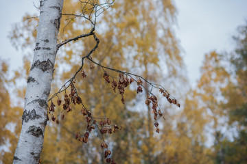 Birch at autumn