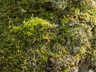 green yellow moss on bark of tree for background or texture