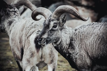 A beautiful animal of the genus of rams with thick wool of gray color and large twisted horns walk pasture in rocky terrain. Animals live in the reserve.