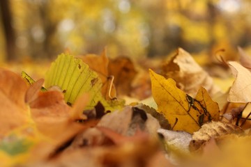 Осень листва листья ogest leaf