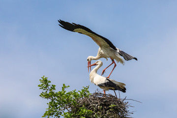 Weißstörche bei der Paarung 11