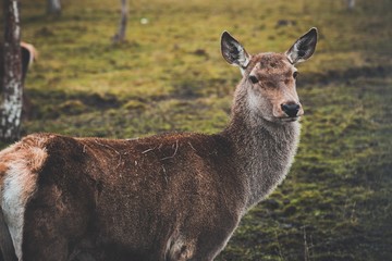 A young deer who has not yet grown horns walks through the pasture and stopped at the birch feeling the danger. The animal lives in the reserve.
