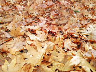 Autumn leaves in forest