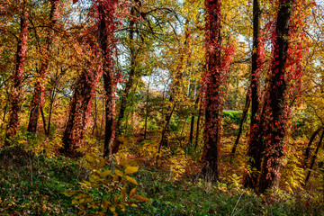 Picturesque autumn on Hydropark. Kyiv, Ukraine
