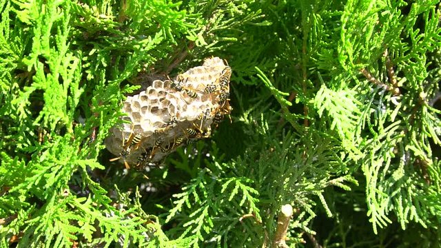 Isolated Hornet Bee Wasp Nest Wildlife Yellow Insect Honey Comb Empty House Fly