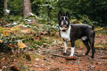 Naklejka na ściany i meble Boston terrier in forest