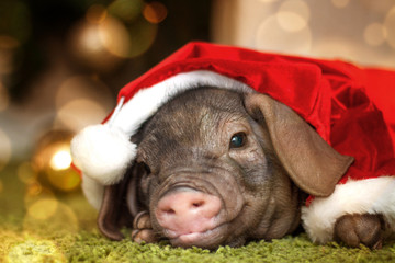 Christmas card with cute newborn santa pig piglet. Decorations symbol of the year Chinese calendar. fir background. Russian text happy new year. Holidays, winter and celebration concept. © FOTO_STOCKER