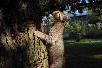 A cute striped cat playing on a tree branch