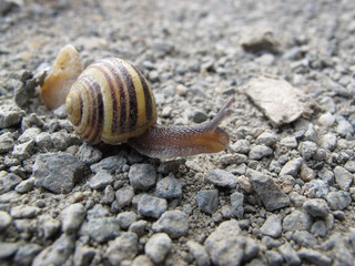Schnecke auf Tour
